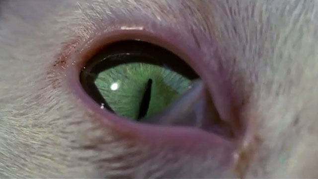 Glass Ceiling - close up of white cat Phaedra's eye