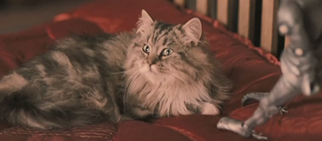 Glorious 39 - long haired tabby cat George