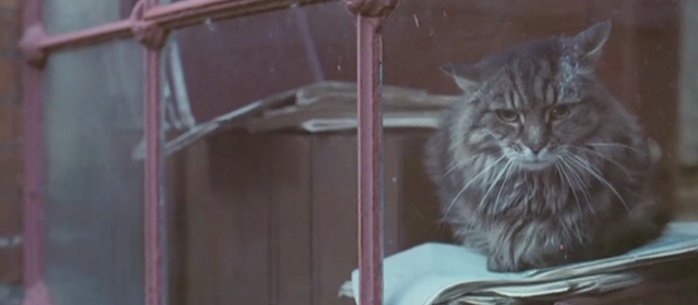 Glorious 39 - long haired tabby cat Sonia sitting inside window