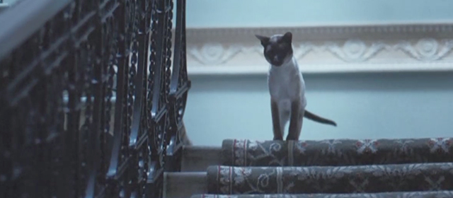 Glorious 39 - Siamese cat Horatio on stairs