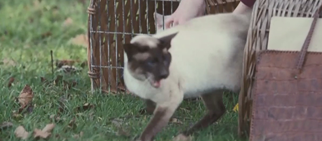Glorious 39 - Siamese cat Horatio being released from carrier