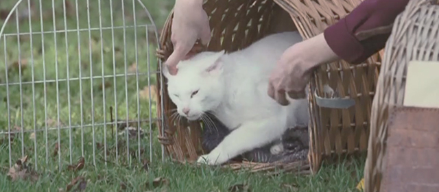 Glorious 39 - white cat Bombadier being released from carrier