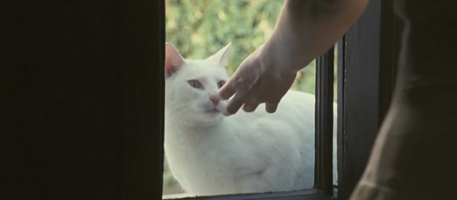 Glorious 39 - white cat Bombadier outside window