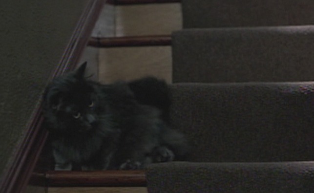 Go - black Persian cat on stairs