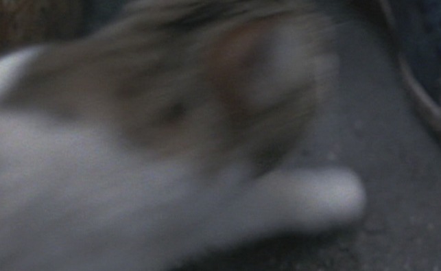 Go - Princess Leah Lucky Buttons cat in alley