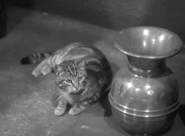 Go Chase Yourself - tabby cat sitting next to spittoon
