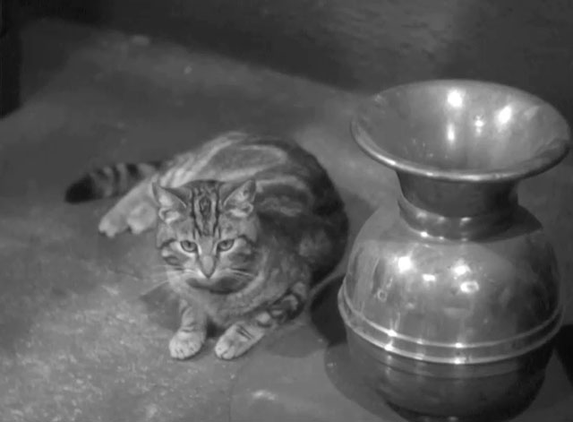 Go Chase Yourself - tabby cat sitting next to spittoon