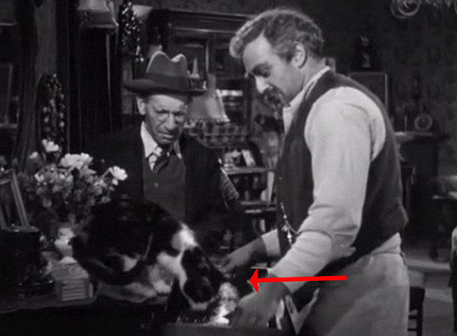 Golden Boy - calico cat on dresser with Mr. Bonaparte Lee J. Cobb