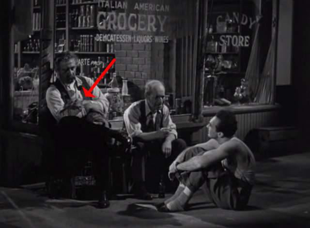 Golden Boy - tabby cat on lap of Mr. Bonaparte Lee J. Cobb outside store