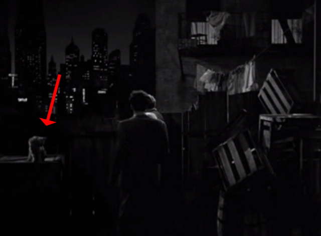 Golden Boy - cat on crate in alley