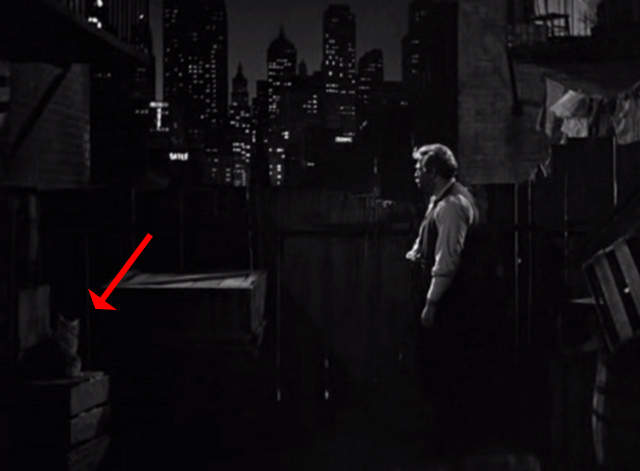 Golden Boy - cat on crate in alley with Mr. Bonaparte Lee J. Cobb