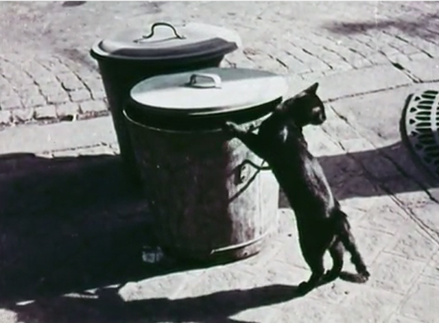 The Golden Fish - black cat trying to get into garbage can