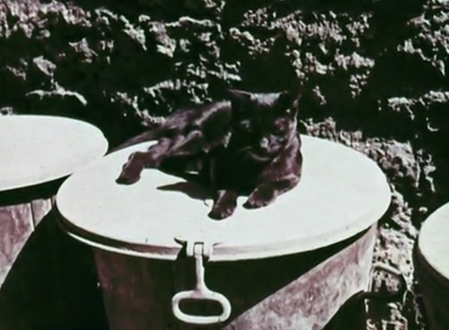 The Golden Fish - black cat sitting on top of garbage can