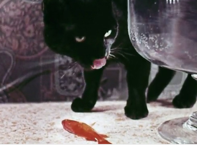 The Golden Fish - black cat standing over goldfish on table