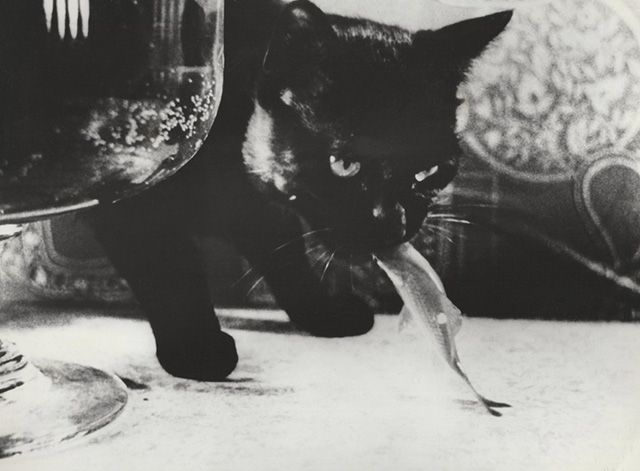 The Golden Fish - black and white publicity still of black cat with goldfish in mouth