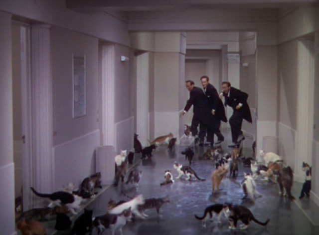 The Goldwyn Follies - cats flooding into hallway and following the Ritz Brothers