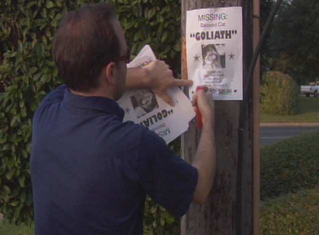 Goliath - Goliath cat missing poster