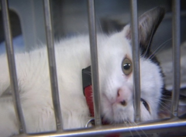 Goliath - cat in shelter