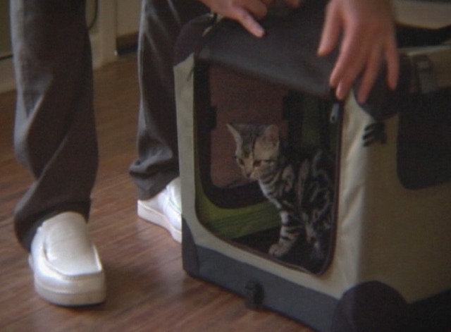 Goliath - Goliath II kitten comes home