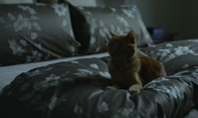 Gone Girl - cat on bed