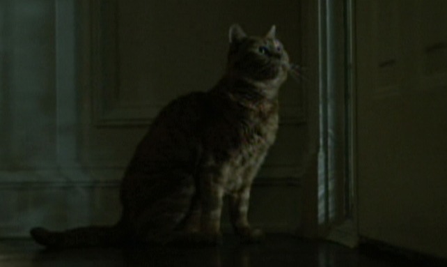 Gone Girl - Cheetoh cat actor