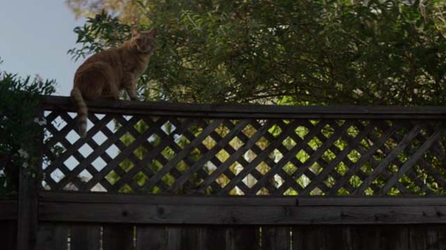 The Good Neighbor - orange tabby cat sitting on fence