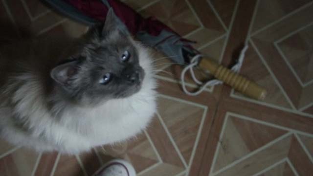 The Good Neighbor - Himalayan cat looking up