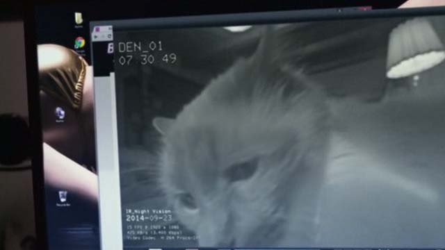 The Good Neighbor - Himalayan cat sitting in front of video camera in feed