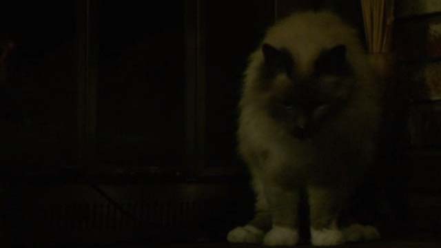 The Good Neighbor - Himalayan cat moving away from camera