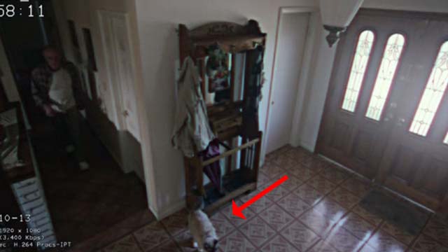 The Good Neighbor - Himalayan cat by front door