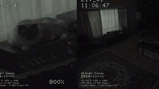 The Good Neighbor - Himalayan cat on stereo as seen through video feed