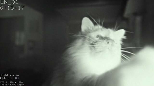 The Good Neighbor - Himalayan cat knocking down camera
