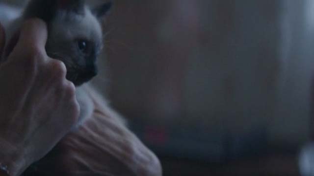 The Good Neighbor - Himalayan kitten in hands