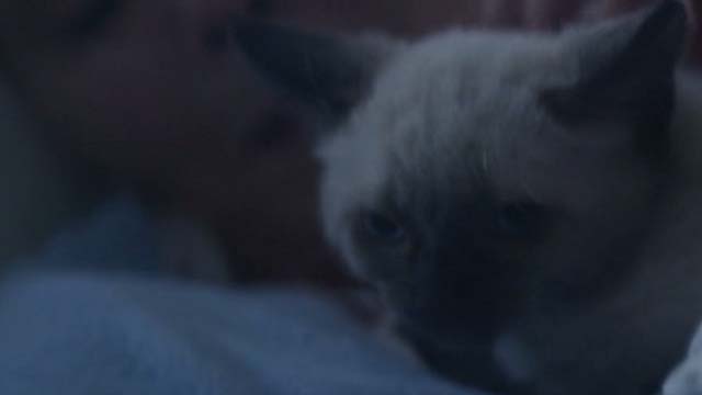 The Good Neighbor - Himalayan kitten close up