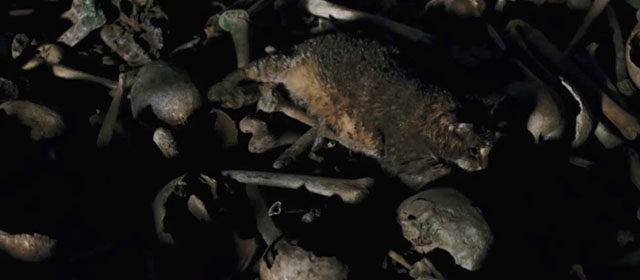 Goodnight Mommy - tabby cat Leo matted with dirt in charnel house