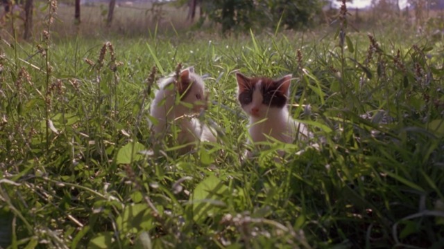 Gordy - two kittens sitting in the grass
