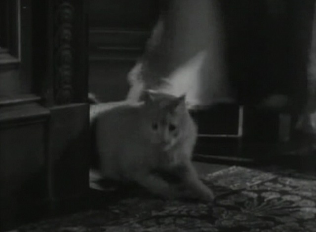 The Gorilla  cat run