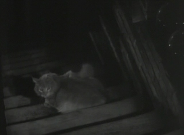 The Gorilla  cat on stairs