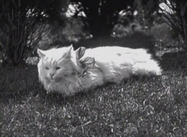 Grandma's Boy - white Persian cat wearing ribbon
