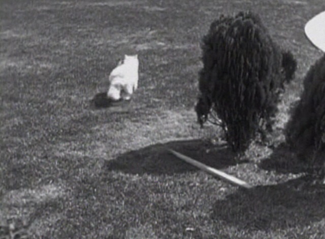 Grandma's Boy - white Persian cat wearing ribbon running away