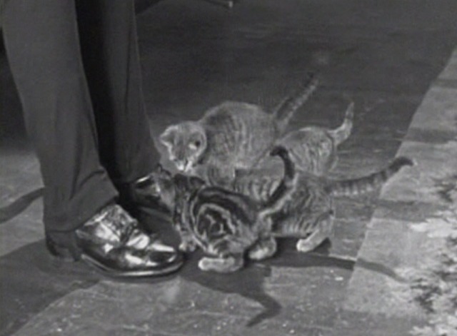 Grandma's Boy - kittens licking Harold Lloyd's shoes