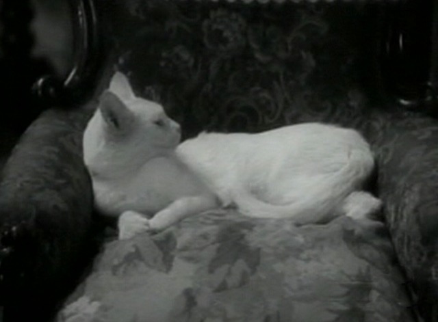 Grand Old Girl - closer of white cat Tom sitting in chair