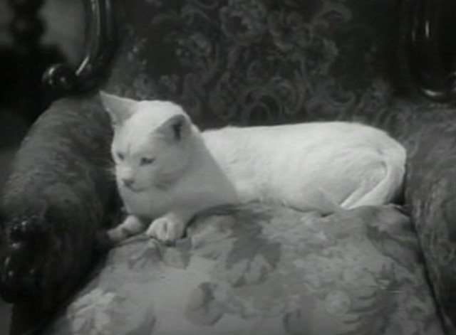 Grand Old Girl - closer of white cat Tom sitting in chair and kneading