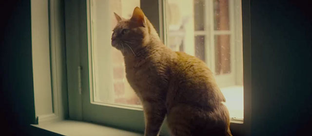 The Grand Son - ginger tabby cat Charlie sitting on windowsill