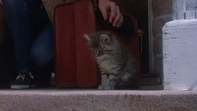 The Grasshopper - longhair tabby kitten on front step