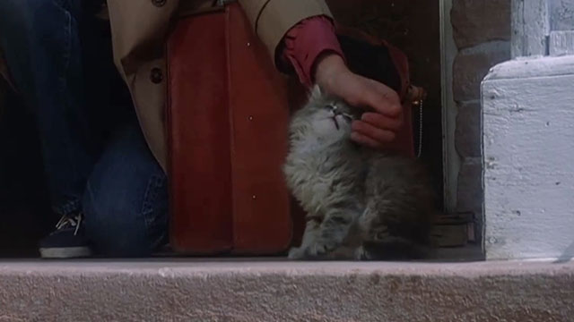 The Grasshopper - longhair tabby kitten being petted on front step