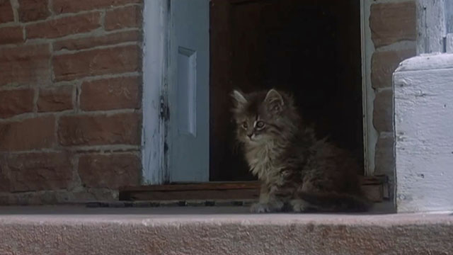 The Grasshopper - longhair tabby kitten on front step