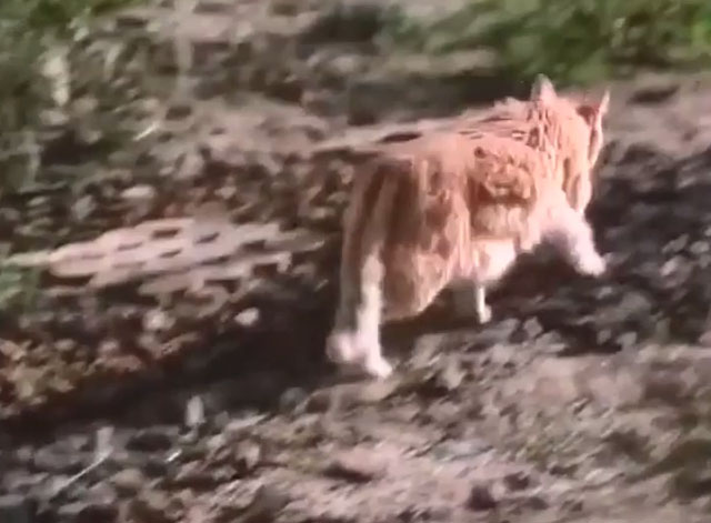 Grave Secrets The Legacy of Hilltop Drive - orange and white tabby cat Ginger running away