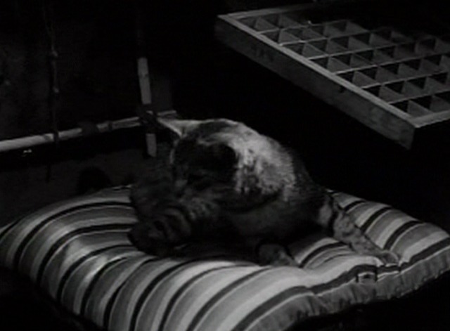 The Great Gildersleeve - tabby cat looks down from cushion