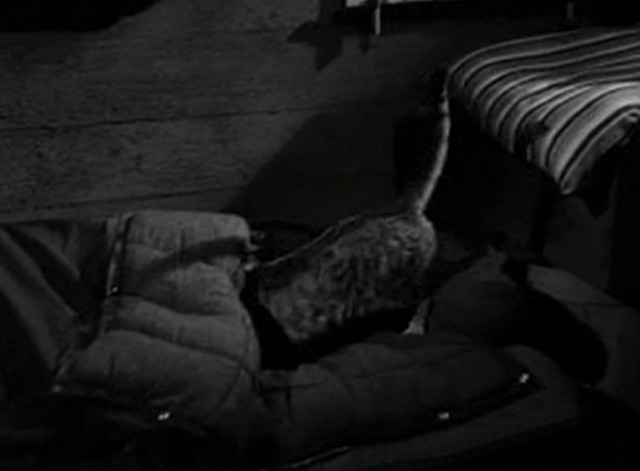 The Great Gildersleeve - tabby cat crawls into sleeping bag